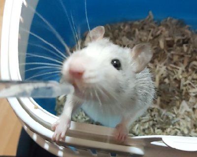 Profilbild von Snik | "Remi der II."