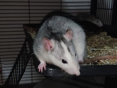 Profilbild von Ms. Squeaky