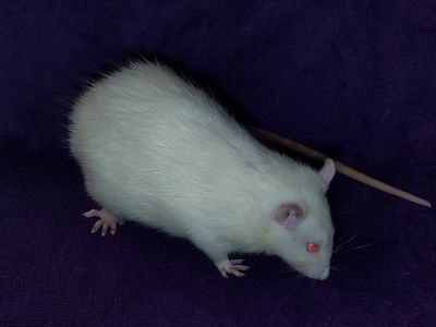 Profilbild von Mr. Sniffer